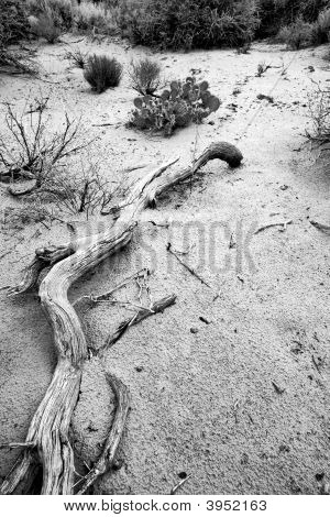 Percorso di dune di sabbia In Snow Canyon - Utah