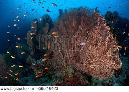Gorgonian Colony In A Beautiful Coral Reef Of The Red Sea