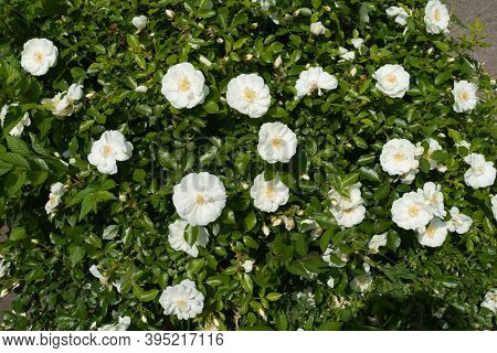 Numerous White Semi Double Flowers Of Roses In May