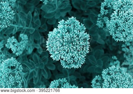 Plant Colored In Tidewater Green. Color Of The 2021 Year. Top View.