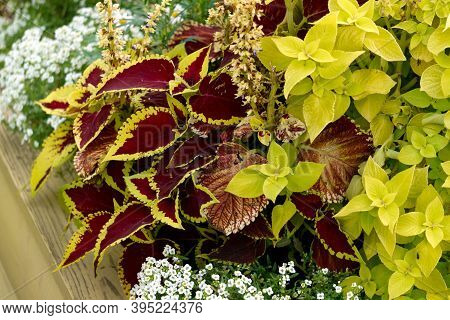 Two Types Of Decorative Dioecious Nettle In A Flower Pot.