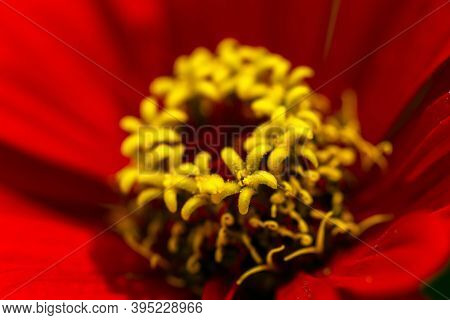 Zinnia Peruviana Macro Photography, The Inner World Of The Red Flower Of Zinnia