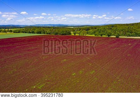 Red blooming crimson clover field (Trifolium incarnatum) with forest seen from above