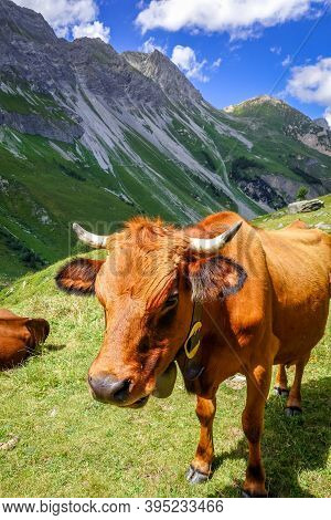 Cows In Alpine Pasture, Pralognan La Vanoise, French Alps