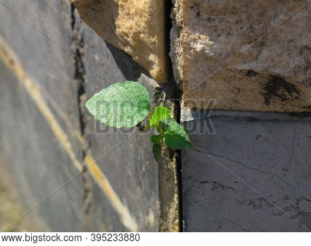 Young Green Plant Come Out From Crack Wall. Green Plant Growing Off Of A Crack In A Wall.