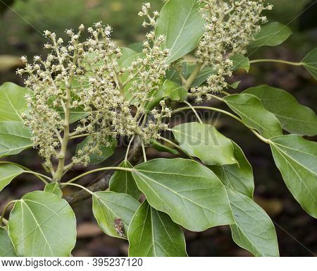 Oreopanax X Capitatus Is A Shrub In The Family Araliaceae