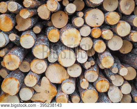 Close-up Of Raw De-barked Wood Logs In A Lumber Staging. Raw Timber Stacked And Ready To Begin To Be