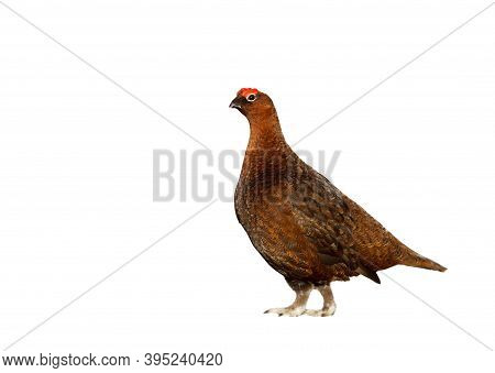Close Up Of Male Red Grouse On A Clear White Background.