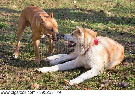 American Pit Bull Terrier Puppy And Akita Inu Puppy Are Playing In The Autumn Park. Pet Animals. Pur