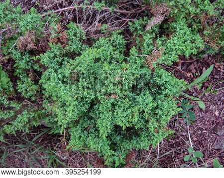 Closeup Green Thorny Bush, Plant With Thorns