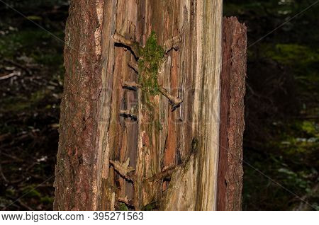 Close-up Of A Rotting Dead Tree In Forest With Moss Growing Inside