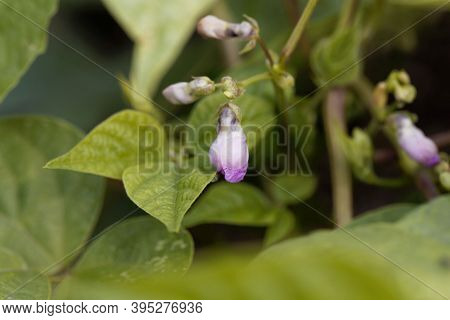 Flower Of A Catjang Cowpea, Vigna Unguiculata Subsp. Cylindrica