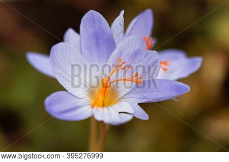The Autumn Flowering Crocus Crocus Aitchisonii