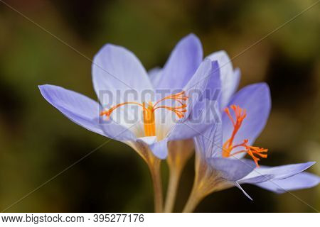 The Autumn Flowering Crocus Crocus Aitchisonii