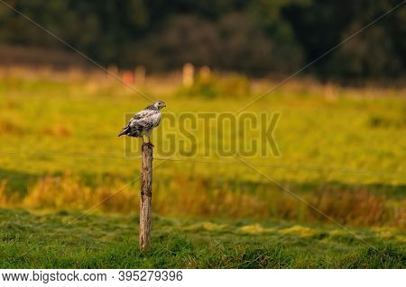 Falcon Bird Of Prey Sits In A Meadow On A Pole, In The Autumn Sun