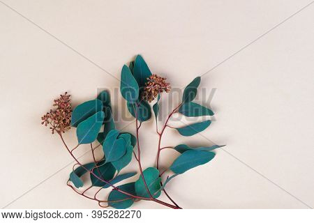 Eucalyptus Green Branch. Summer Natural Background. Top View Bright Pastel Wallpaper, Banner Templat