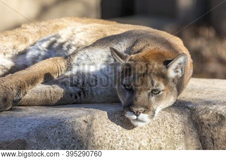 The Cougar It Is Native To The Americas And Has Many Names Including Puma, Mountain Lion, Panther, P
