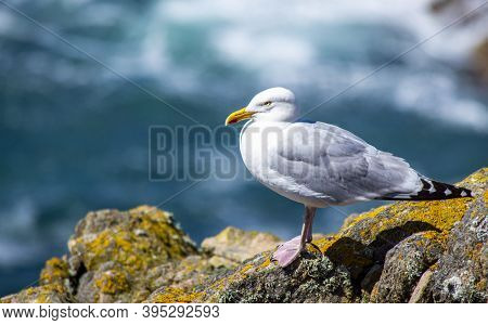 Seagull At Saltee Island, Ireland, With Blurred Background And Copy Space.
