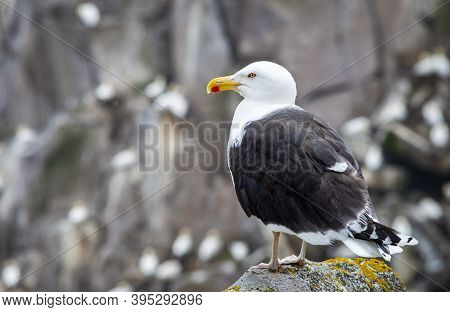 Black Seagull At Saltee Island, Ireland, With Blurred Background And Copy Space.