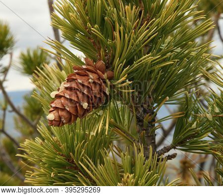 Limber Pine (pinus Flexilis) Cone In Wyoming