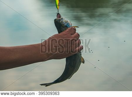Holding Brown Trout. Fisherman And Trophy Trout. Concepts Of Successful Fishing. Fishing