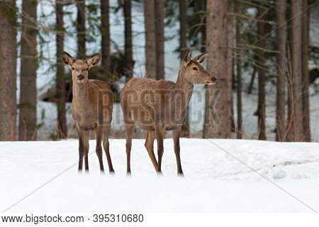 Two Red Deer Hinds Standing On Snowy Meadow In Winter Nature