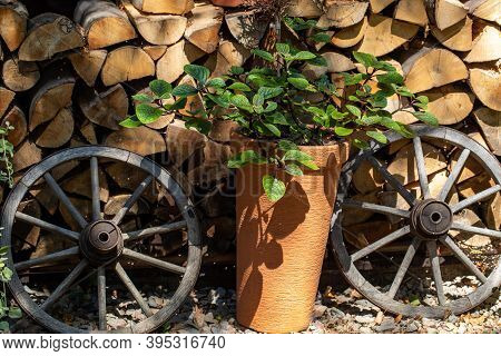 Wooden Wheel From An Ancient Cart Standing In Front Of Chopped Firewood