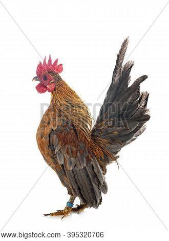 Malaysian Serama In Front Of White Background