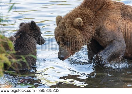 Kamchatka Brown She-bear With Cub Fishing Red Salmon Fish In River During Fish Spawning. Wild Predat