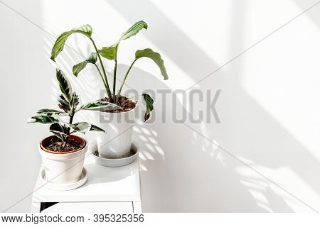 Tropical plants by a white wall with window shadow
