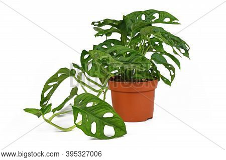 Tropical Houseplant With Correct Botanic Name 'monstera Adansonii' In Flower Pot On White Background