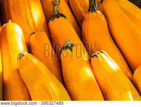 Yellow Squash. Fresh Yellow Zucchini At Outdoor Market Place. Vegetable Marrow Courgette Or Zucchini