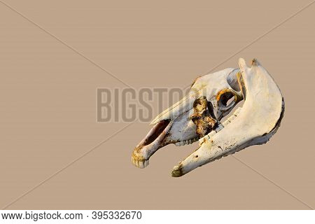 White Old Bare Orange Light Bones Of A Horse's Skull On Beige Color Background