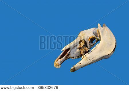 Two White Orange Old Bare Light Bones Of A Horse's Skull On Colorful Bright Blue Background