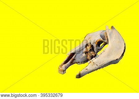 Two White Orange Bare Light Bones Of A Horse's Skull On Colorful Bright Yellow Background