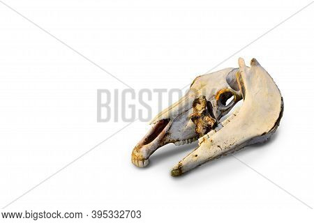 Two White Orange Bare Old Light Bones Of A Horse's Skull On White Background