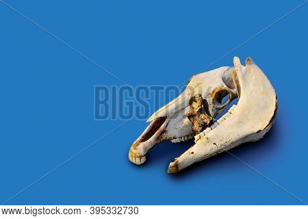 Two White Old Bare Light Bones Of A Horse's Skull Lie On Colorful Bright Blue Background