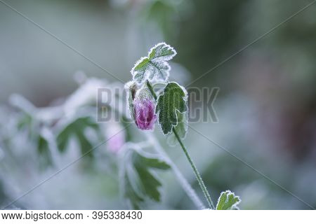 Frost