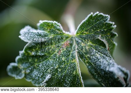 Frost