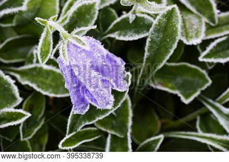 Frost