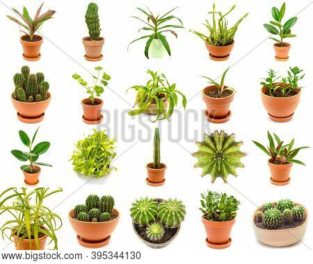 Plants Collection Isolated On A White Background