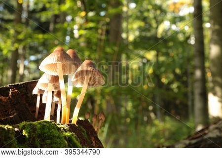 Mushrooms tree trunk Closeup Nature Macro plant Nature background trees Nature background Nature background Mushroom Nature autumnal Nature background Nature background Autumn forest Nature background outdoor Nature background Nature background.