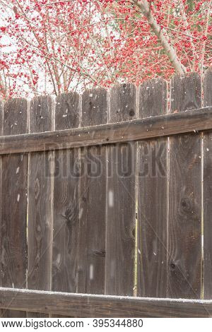 Bright Crimson Red Winterberry Over Wooden Fence In Snow Fall Near Dallas, Texas, Usa