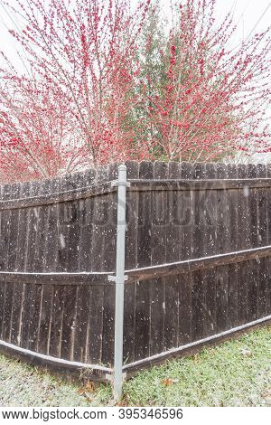 Bright Crimson Red Winterberry Over Wooden Fence In Snow Fall Near Dallas, Texas, Usa