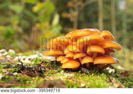 Mushrooms tree trunk Closeup Nature Macro plant Nature background trees Nature background Nature background Mushroom Nature autumnal Nature background Nature background Autumn forest Nature background outdoor Nature background Nature background.