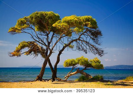 Pins de la plage