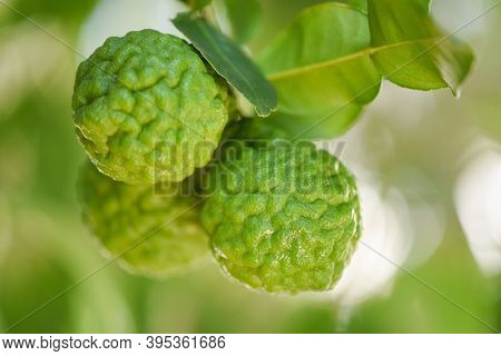Fresh Bergamot Fruit On Tree Nature Background, Kaffir Lime, Citrus Bergamia With Leaf On Wooden Tab