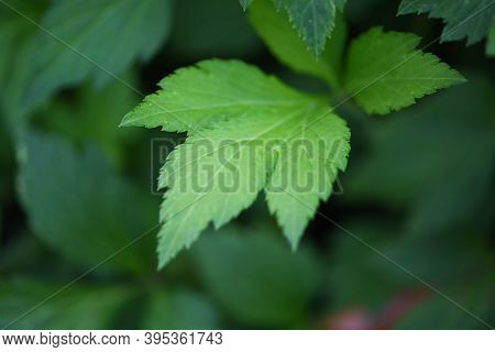 Artemisia Lactiflora, White Mugwort Leaves Green For Herb Vegetable Food Nature In The Garden