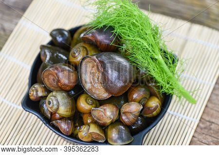 Apple Snail Freshwater Snail River From Nature Field For Food Cooked Thai Local Food, Pila Ampullace