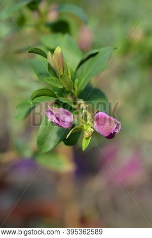 Myrtle-leaf Milkwort Flower Buds - Latin Name - Polygala Myrtifolia
